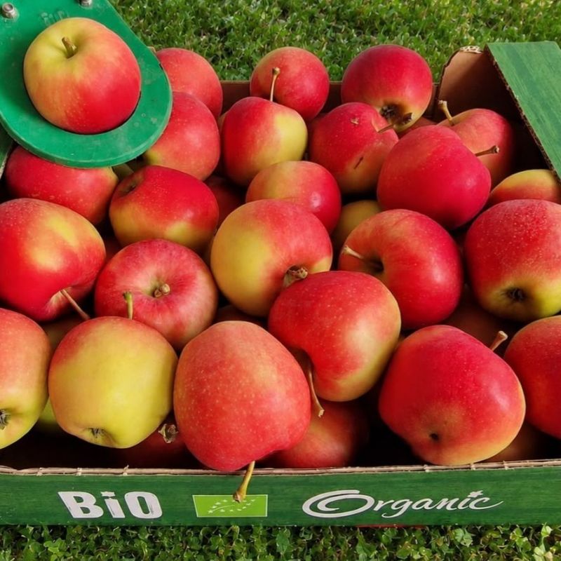 Jabłka Gala Drobnoowocowa Bio.