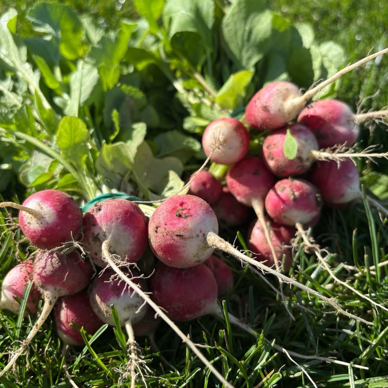 Rzodkiewka