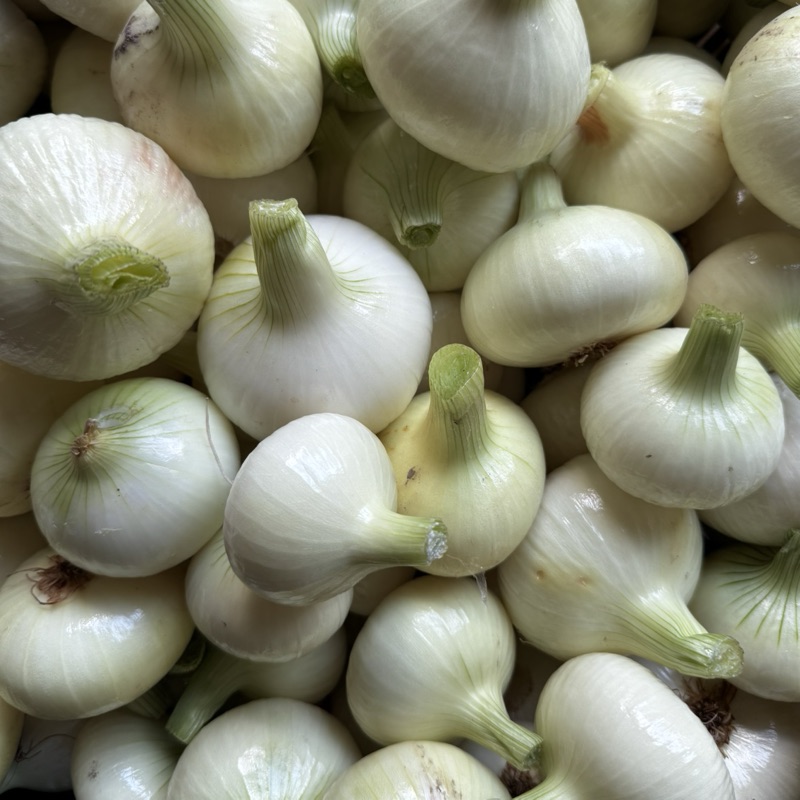 Cebula