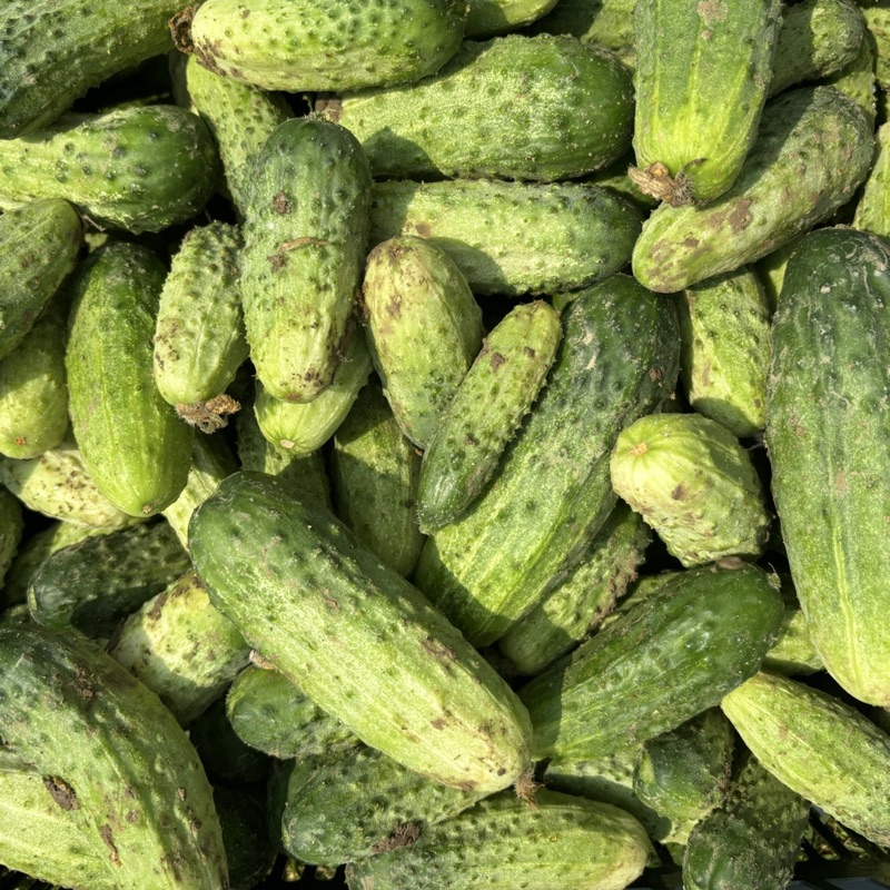 Ogórki ,,Śremski” (mniejsze)
