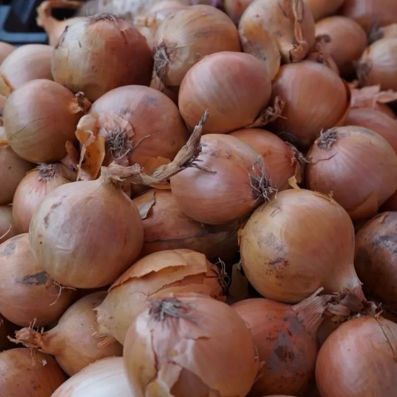Cebula