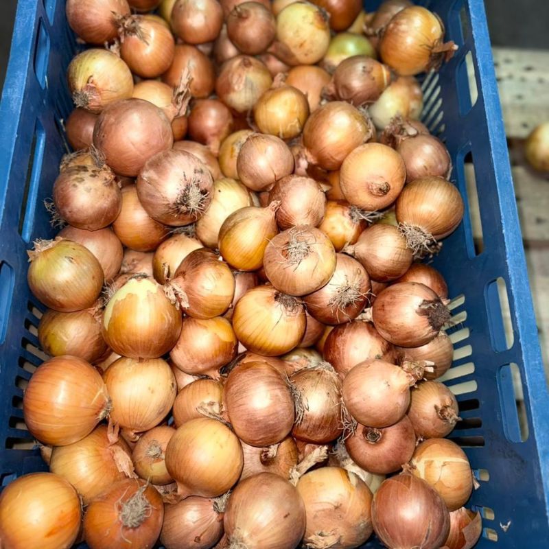 Cebula