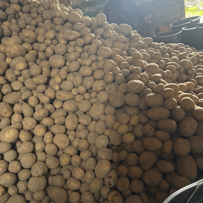 Ziemniaki 5kg